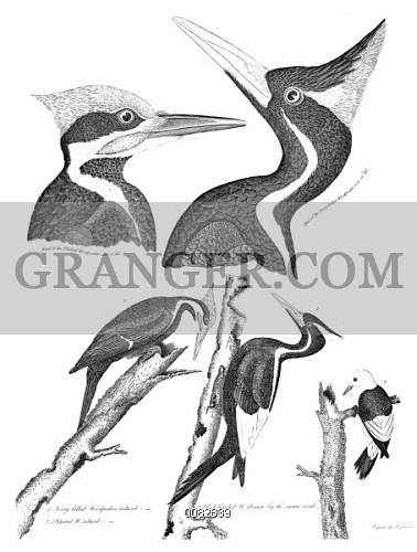 378x500 Image Of American Ornithology.