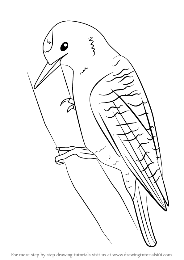 596x842 Learn How To Draw A Woodpecker (Woodpeckers) Step By Step