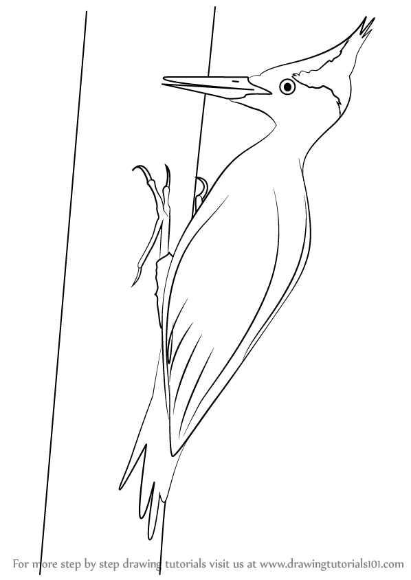 598x844 Learn How To Draw An Imperial Woodpecker (Woodpeckers) Step By
