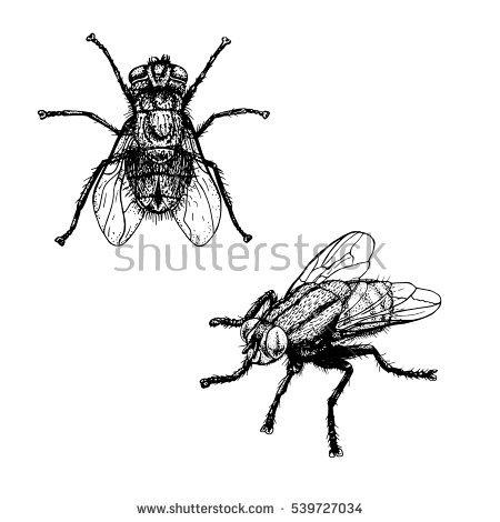 450x470 Drawn Bugs Sketch