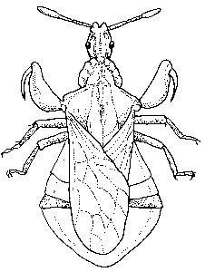 226x300 Insect Activities Activities, Insect Activities And Teaching Science