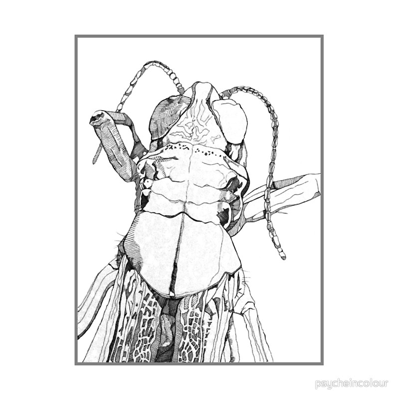 800x800 Acrididae Drawing Throw Pillows By Psycheincolour Redbubble
