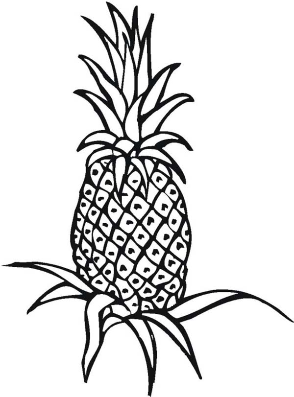 600x811 An Unripe Pineapple Plant On The Field Coloring Page