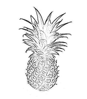 350x399 Pineapple Fruit Sketch