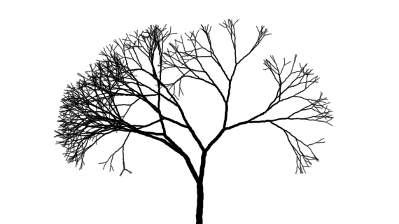 570x320 Drawings Of Trees With Branches Pencil Drawing Of Four Sparrows