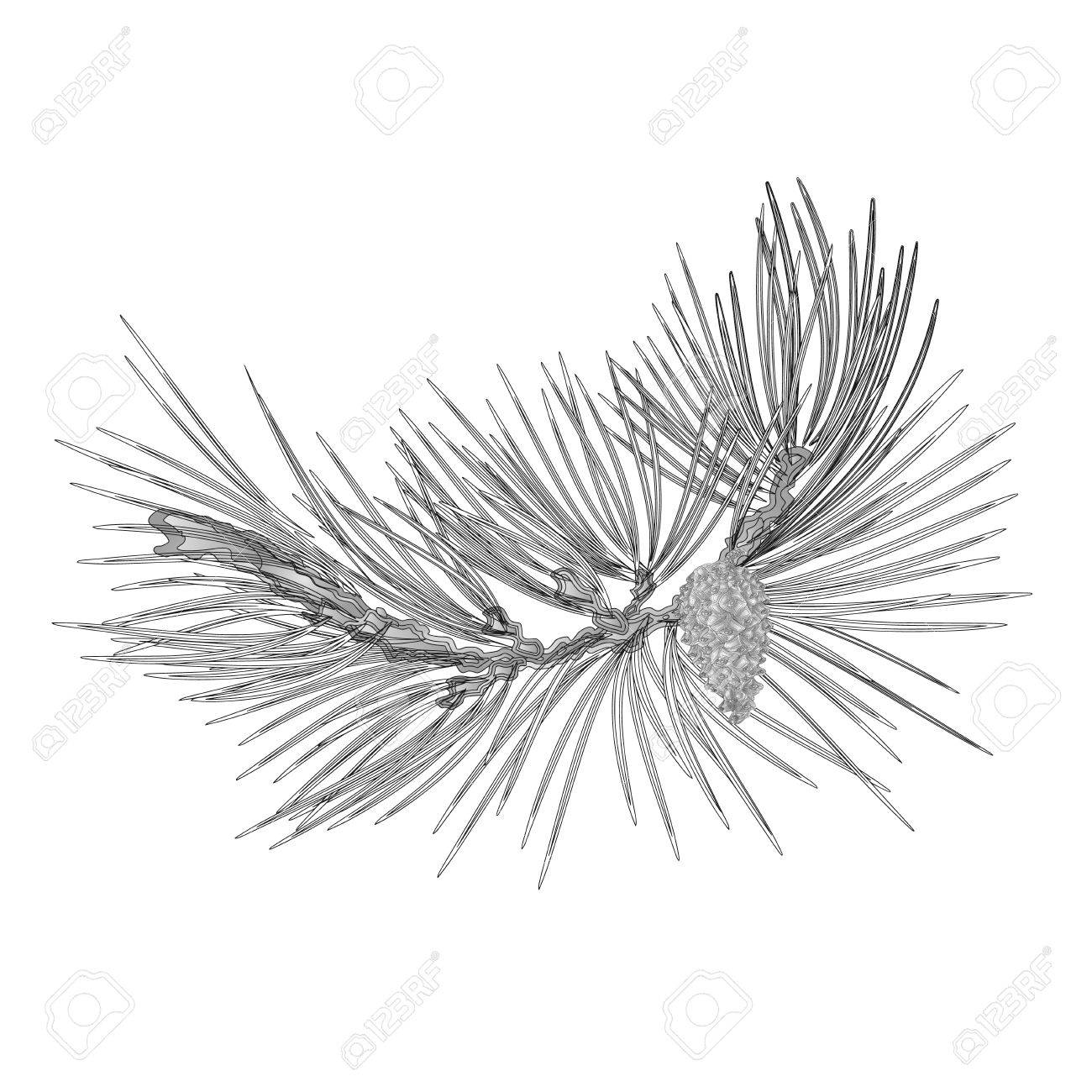 1300x1300 Pine Branch And Pine Cone As Vintage Engraving Vector Illustration