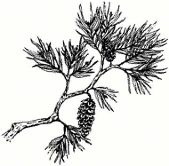 540x531 Simple Living Tree In The World Places