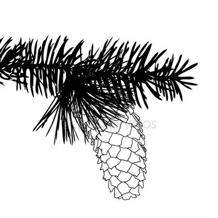 450x450 Sketch Hand Drawing Pine Cone Stock Photo Goldenshrimp