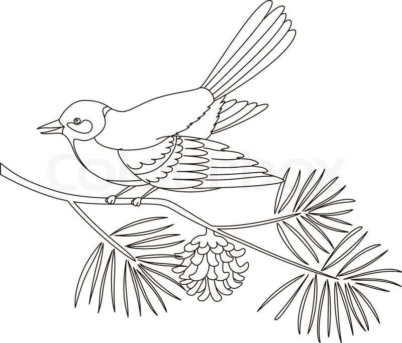 800x683 Titmouse On A Pine Branch Stock Vector Colourbox