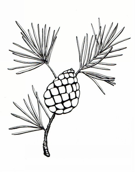 464x592 Botanical Illustrations By Meghan Witzke