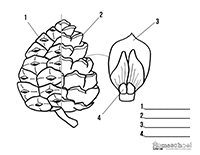 200x155 Pine Cone Clipart Amp Worksheets