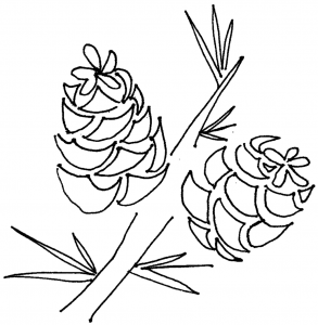 293x300 Pine Cone Coloring Page Pages Hicoloringpages