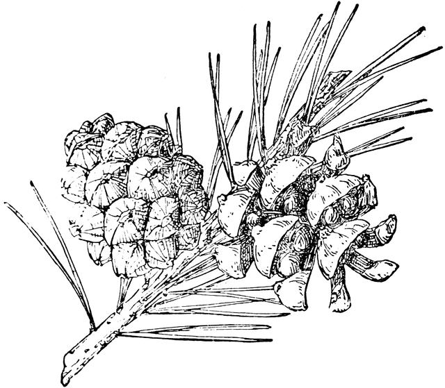 640x559 Pine Cone Of Colorado Pinyon Clipart Etc