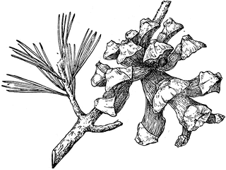 320x240 Pine Cone Of A Parry Pinyon Clipart Etc