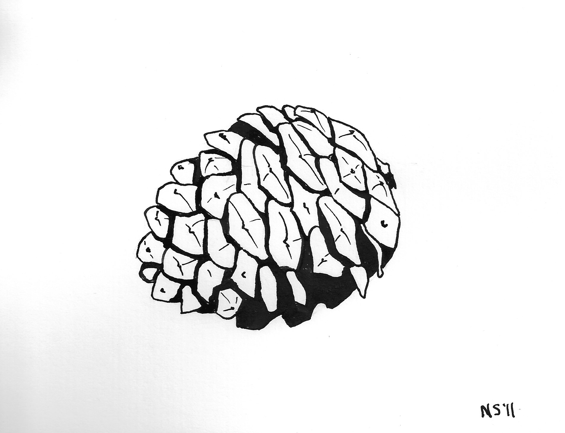 1904x1460 Pine Cone Logo
