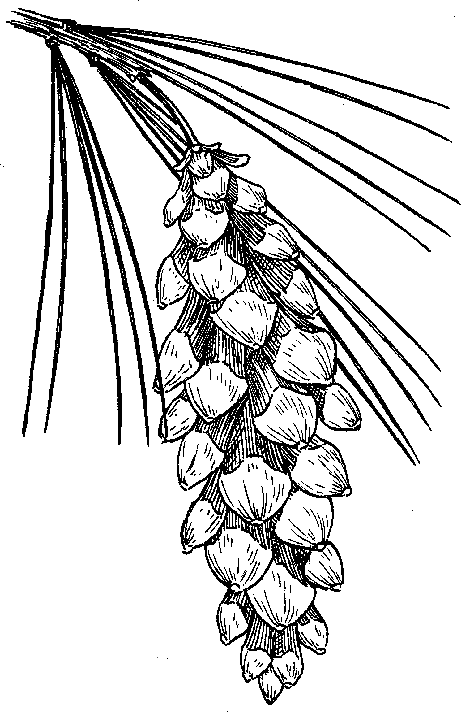 Pine Cone Drawing at GetDrawings.com | Free for personal use Pine Cone