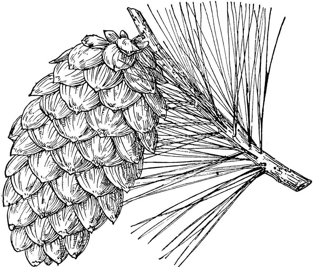 1024x873 Pine Cone Of Limber Pine Clipart Etc Doodle Artzentangle