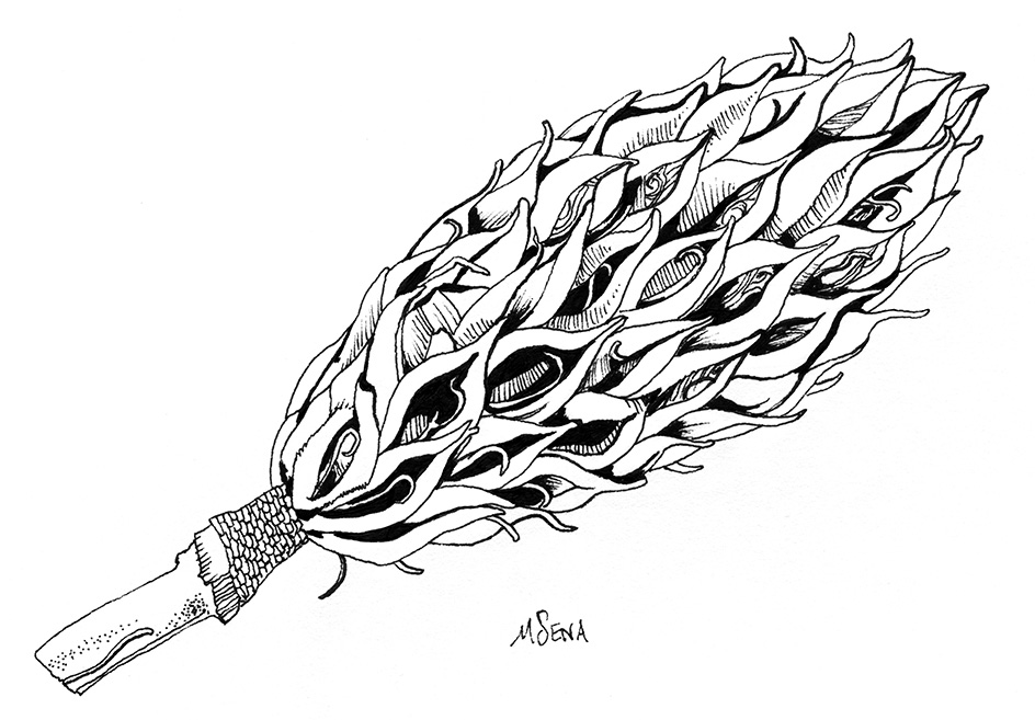 944x657 Pine Cone Incredible Doodles