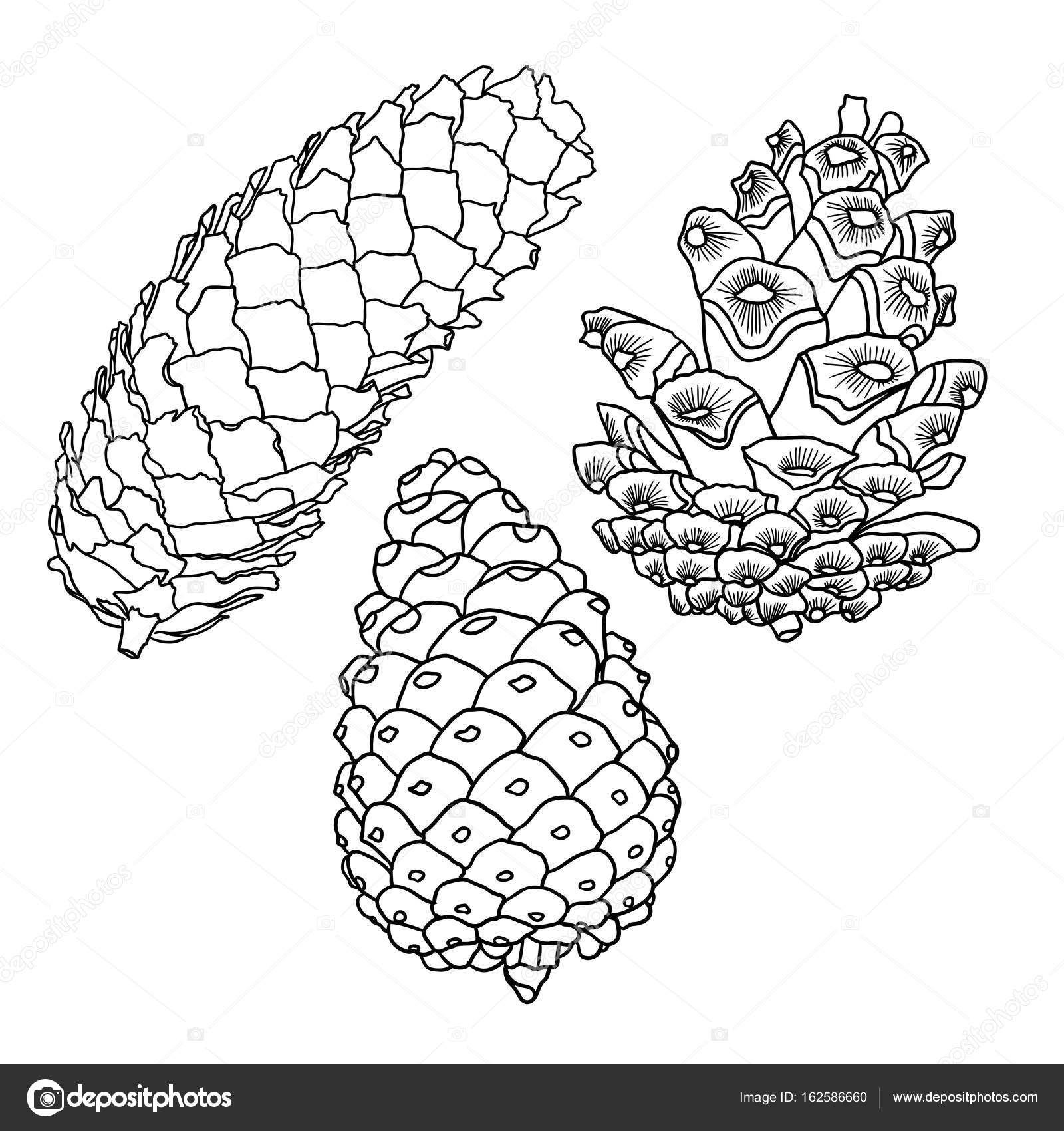 1600x1700 Sketch Hand Drawn Pine Cones Stock Vector Goldenshrimp