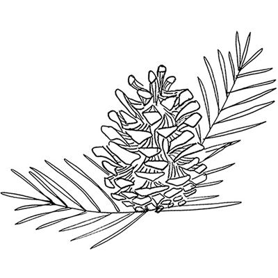 Pine Cone Line Drawing at GetDrawings | Free download