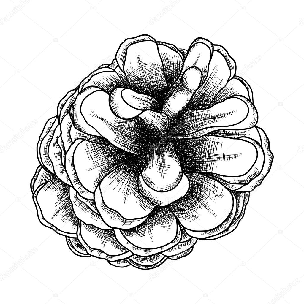 1024x1024 Hand Drawn Pine Cone Stock Photo Goldenshrimp