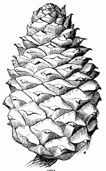 Pine Cones Drawing at GetDrawings | Free download
