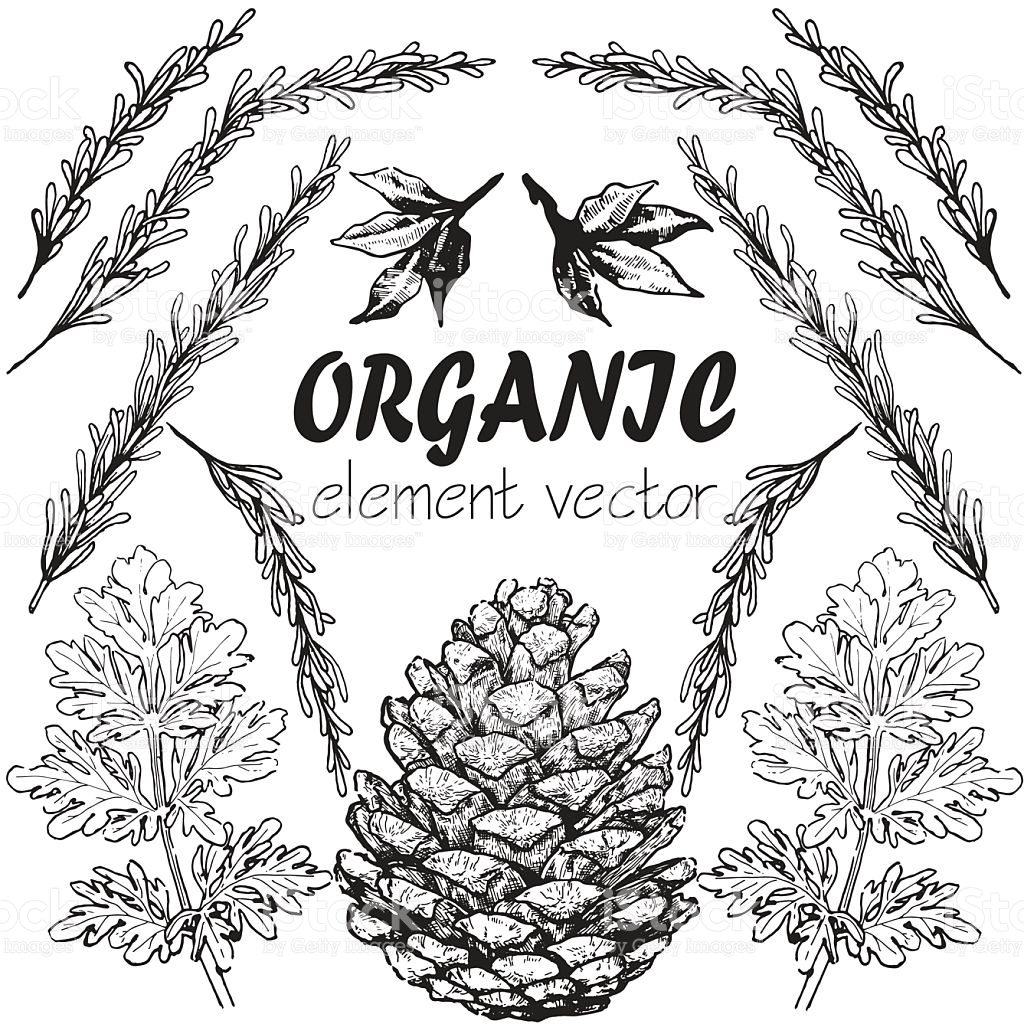 1024x1024 Drawn Pine Cone