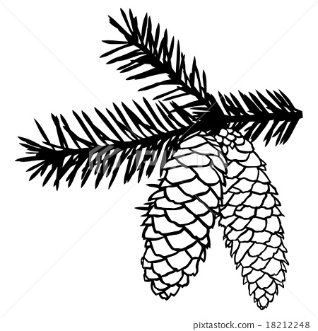 450x468 Fir Cones On Branch