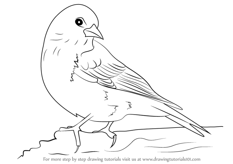 800x563 Learn How To Draw A Pine Siskin (Birds) Step By Step Drawing