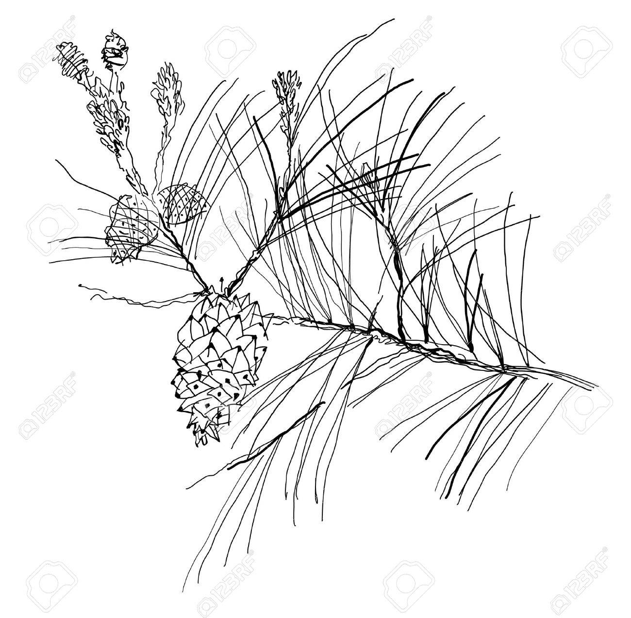 1300x1273 Monochrome Pen Drawing Fir Tree Branch Royalty Free Cliparts