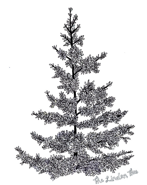570x713 Pine Tree Ink Drawing (Digital Print) By Thelindentree On Etsy
