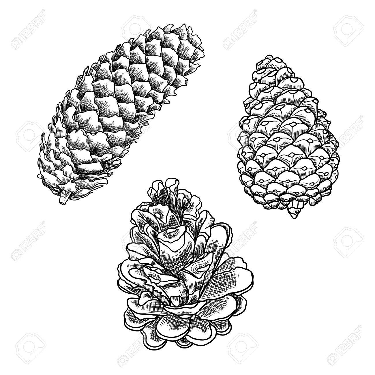 1300x1300 Set Of Sketch Hand Drawing Pine Cones On White Background