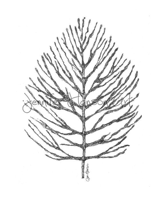 570x713 104 Best Darla Tree Images On Nature Tattoos, Pine