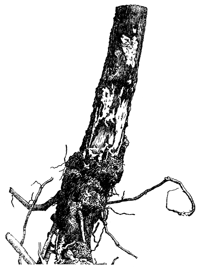 763x1024 White Pine Tree Attacked By Armillaria Mellea Clipart Etc