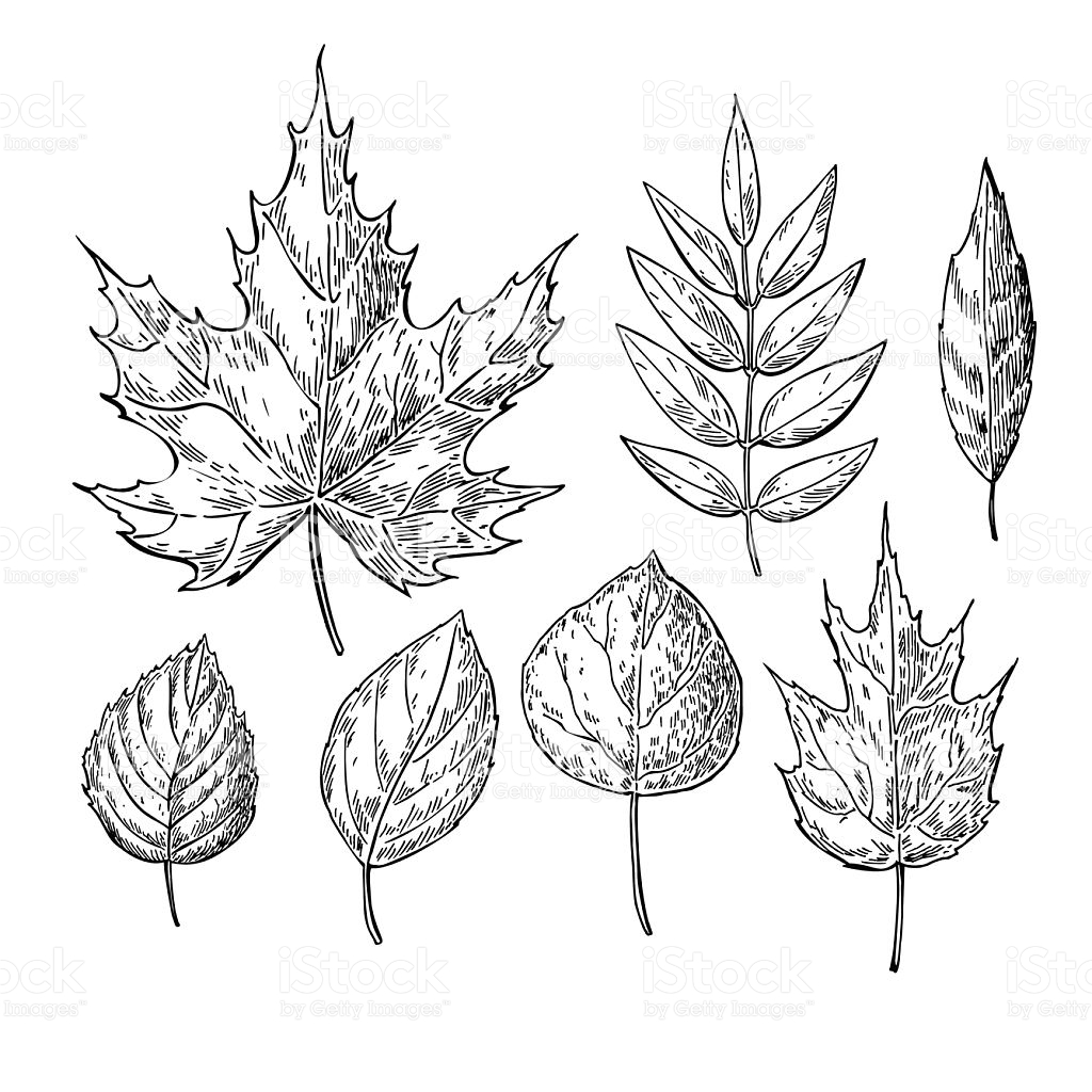 1024x1024 Drawn Tree Autumn