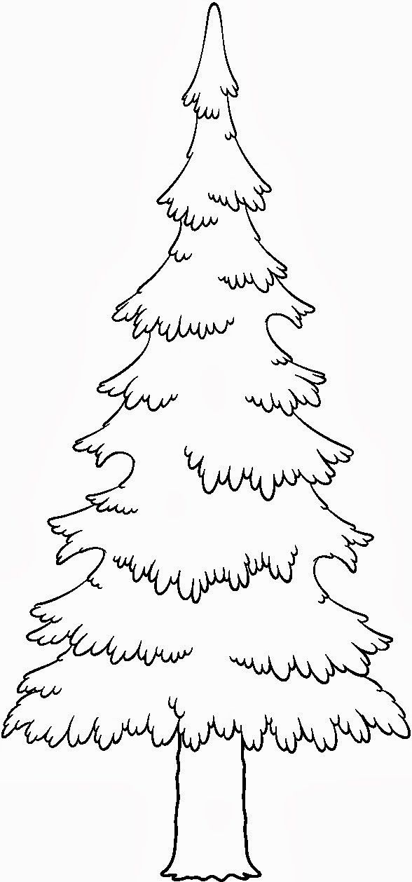 588x1258 Pine Tree Coloring Pages