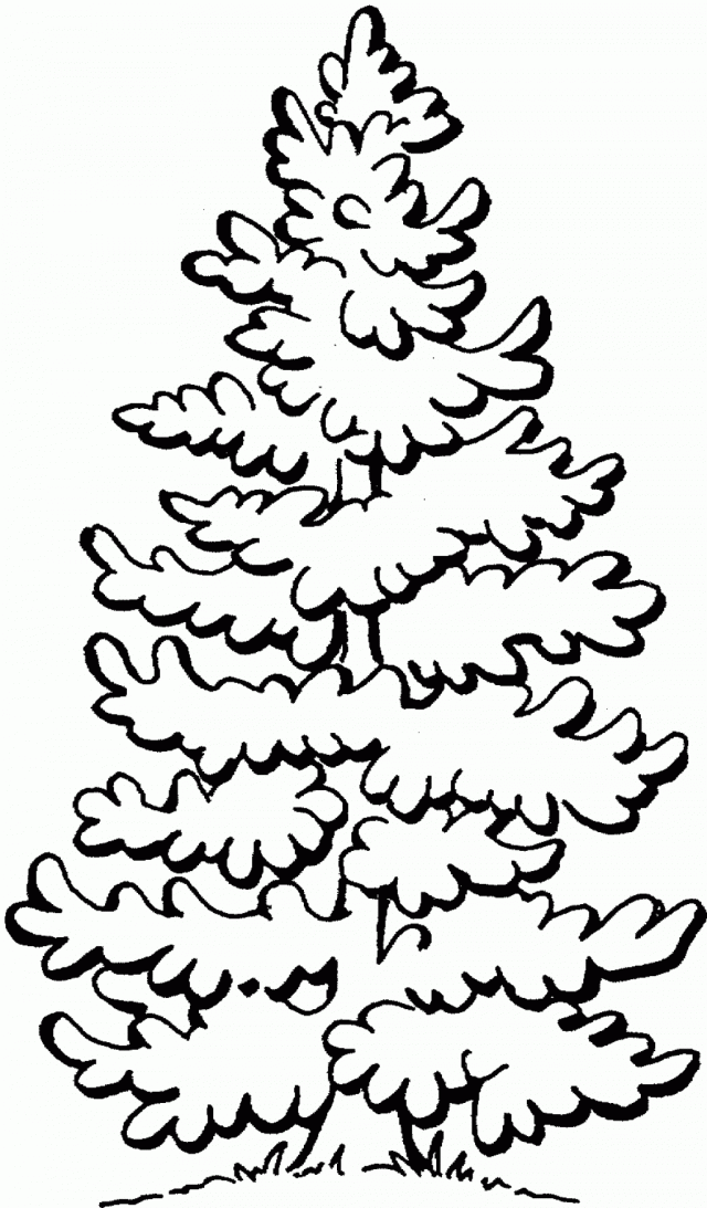 640x1093 Pine Tree Clipart 5 Image