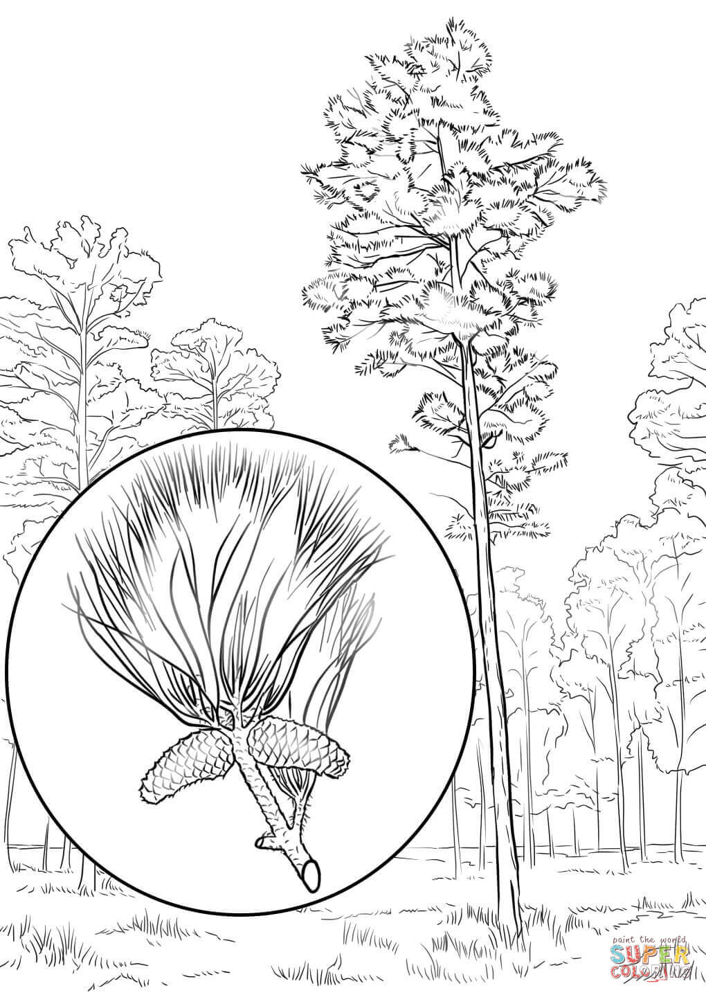 1020x1440 Loblolly Pine Coloring Page Free Printable Coloring Pages