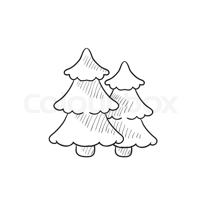 800x800 Pine Trees Vector Sketch Icon Isolated On Background. Hand Drawn