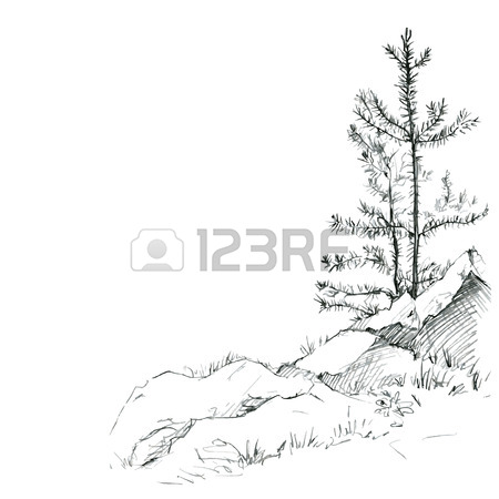 450x450 Young Pine Trees And Rocks Drawing By Pencil, Sketch Of Wild