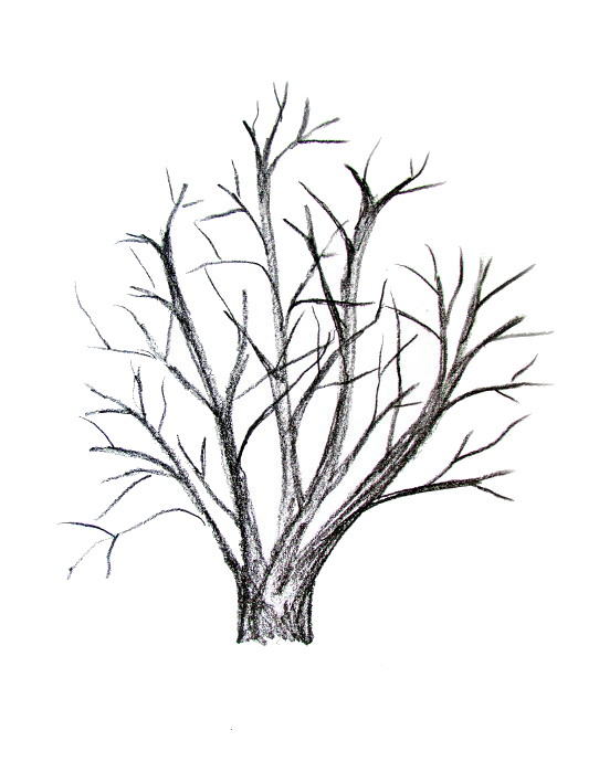542x690 How To Draw A Tree