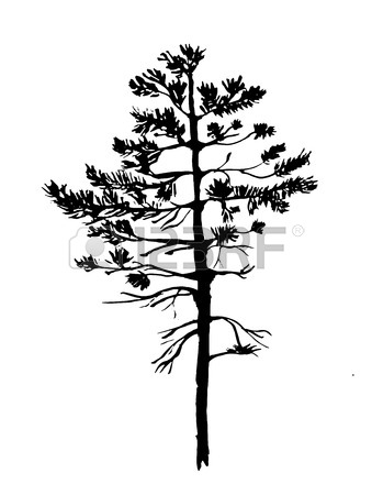 339x450 Landscape Drawing Young Pine And Birch Vector Illustration Royalty
