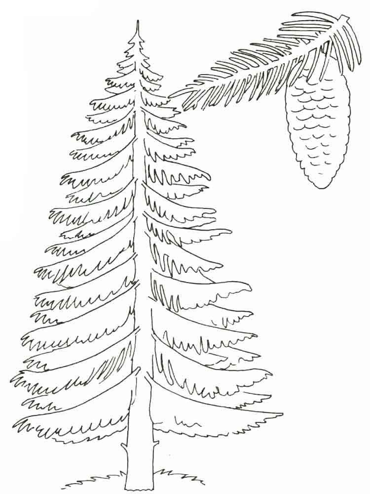 Pine Tree Drawings Black And White Sketch Coloring Page 17160 | The ...