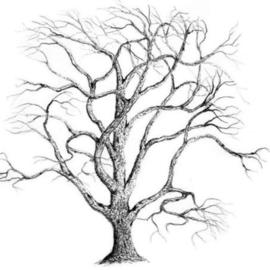 270x270 Botanical Drawings Original Artwork For Sale