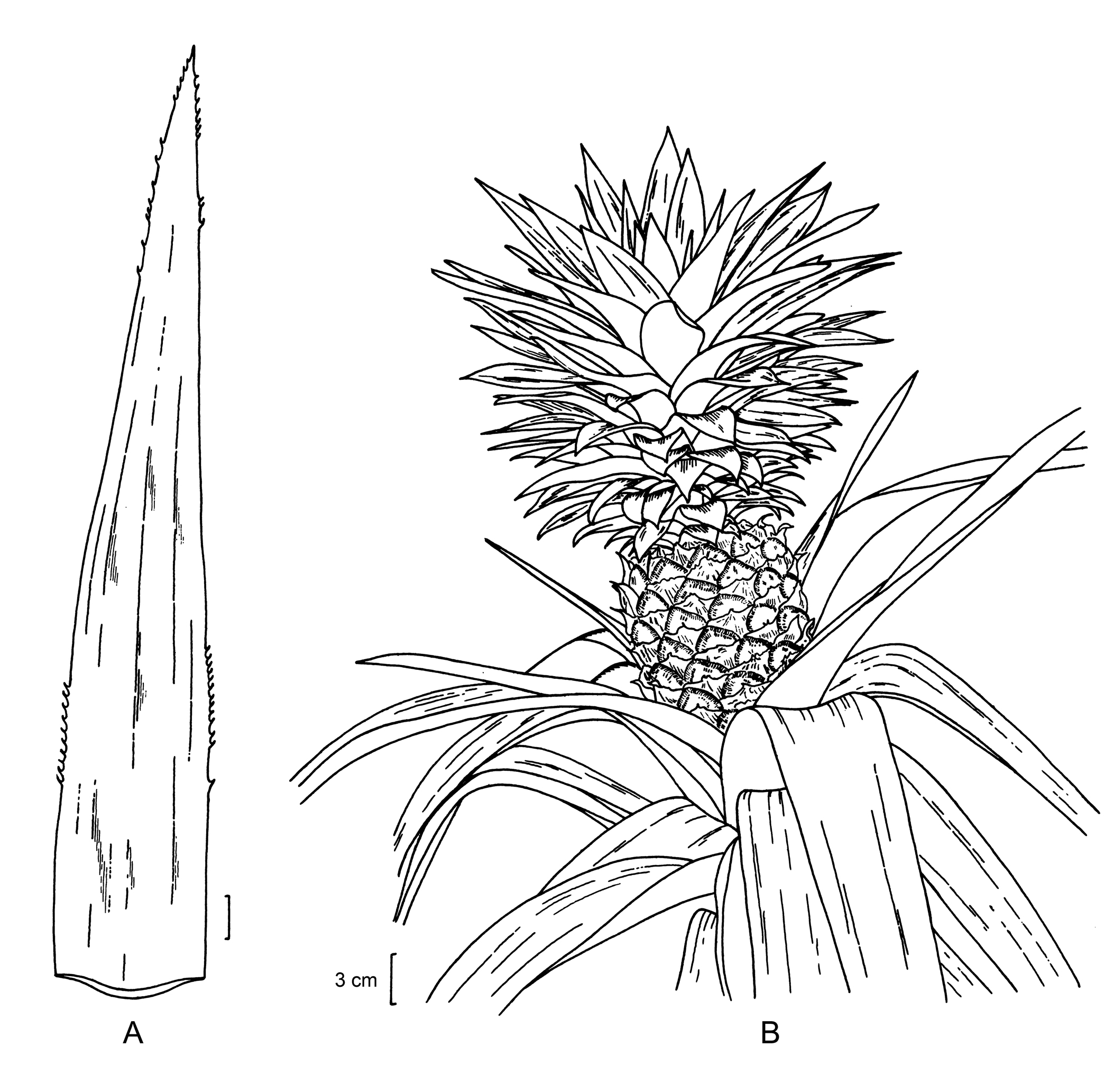 2107x2064 Pineapple Facts, Health Benefits And Nutritional Value