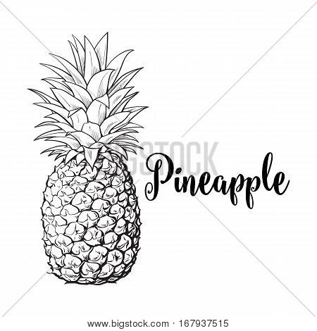 450x470 Pineapple Images, Illustrations, Vectors