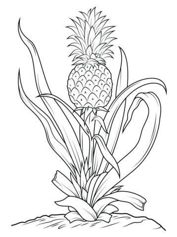 358x480 Pineapple Tree Coloring Page Free Printable Coloring Pages
