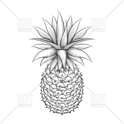 400x400 Hand Drawn Pineapple Royalty Free Vector Clip Art Image