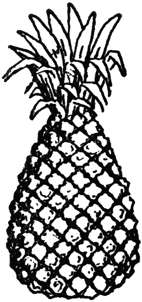 483x1024 Pineapple Clipart Etc