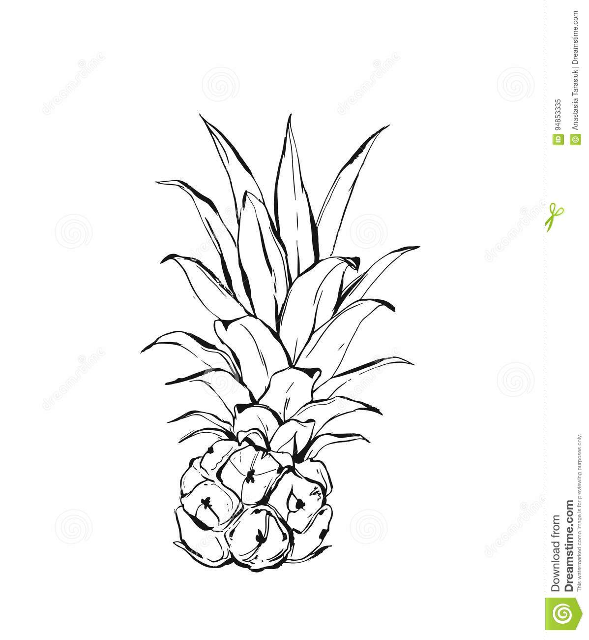 1198x1300 Drawn Pineapple Small